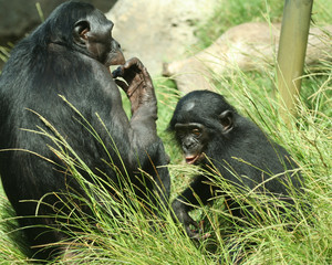 A Mother Bonobo Chimpanzee and Her Baby in the Sunshine