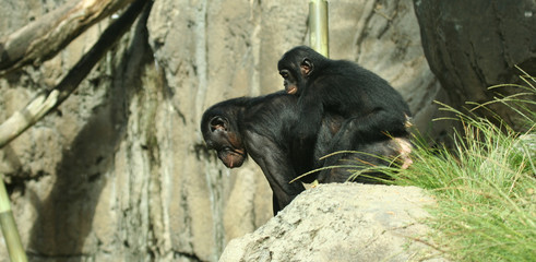 A Baby Bonobo Chimpanzee Rides Piggyback