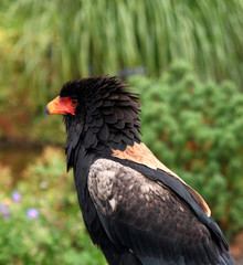 Greifvogel Gaukler - Profil
