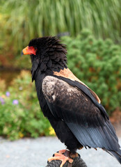 Greifvogel 