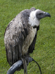 vulture