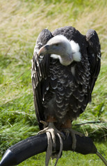 vulture