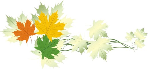 Varicolored maple leaves. Banner. Vector