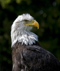 sea eagle