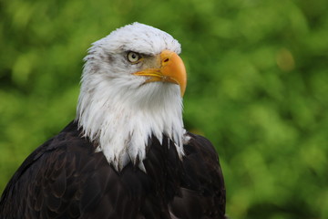Weisskopfseeadler 9