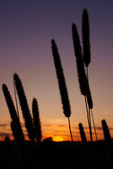 Rising Sun Silhouetted by Grass Flowers