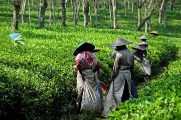Foto op Canvas Tee Plantage - tea plantation © Volker Haak