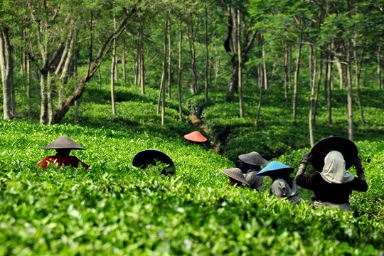 Tee Plantage - tea plantation