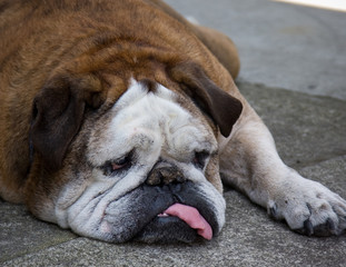 English bulldog