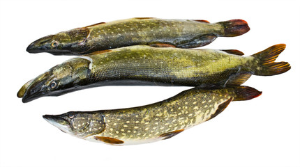 Three fresh pikes