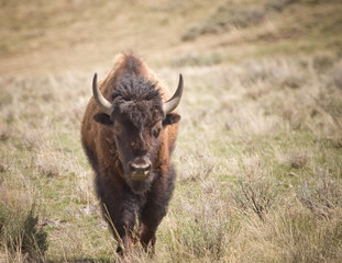 Bison