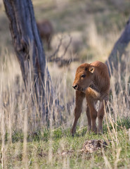 Bison calf