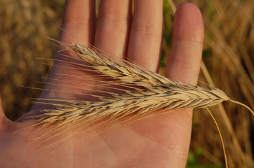 two attractive, ripen, wheaten ears on the left palm
