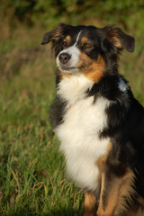 Australien Shepherd