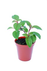 Small potted plant isolated on white background