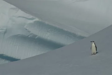 Rolgordijnen Penguin on the ice © Silver