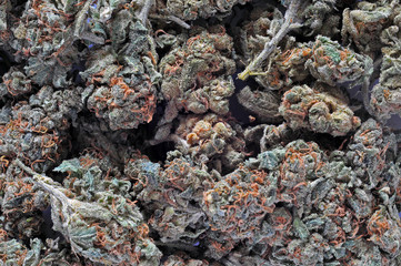 Cannabis III