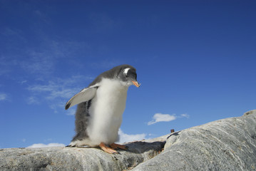Gento Penguin chick