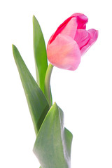 Beautiful tulip isolated on white background.