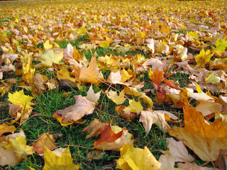 Field of Fall Leaves