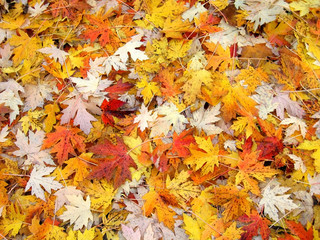 Fall Leaf Background