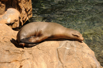 Seal on a rock