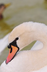 Obraz premium Schwan