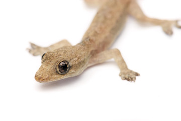 Young Gecko