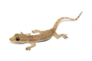 Young Gecko