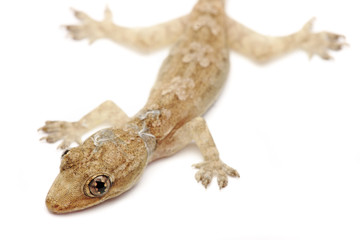 Young Gecko