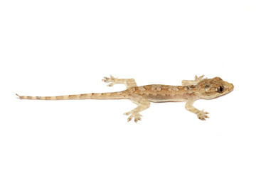 Naklejka premium Young Gecko