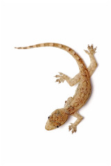 Young Gecko