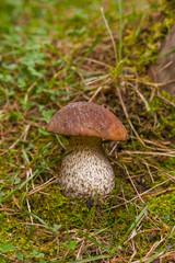 Mushroom