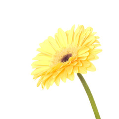 Daisy isolated on white background