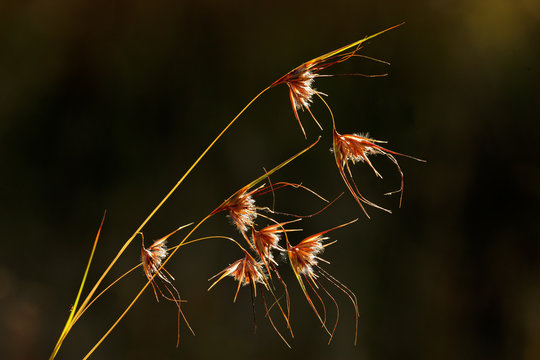 Backlit grasses (Themeda triandra), South Africa
