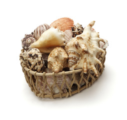 sea shell holiday travel