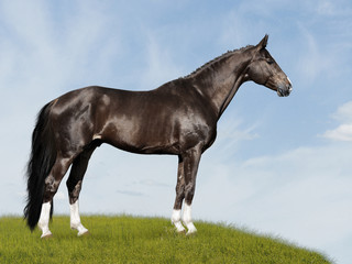 black horse on the blue and green background