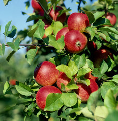 Apfel_212138