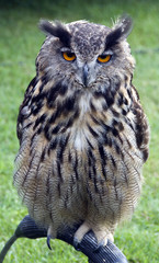 owl