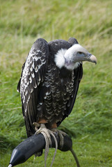 vulture