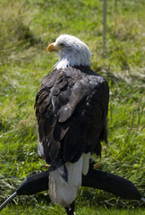 sea eagle