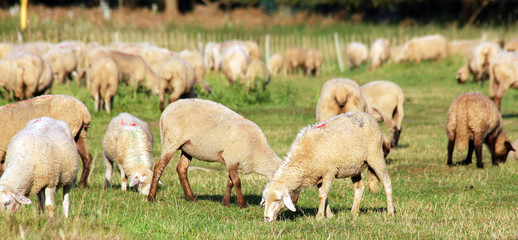 a lot of wooly