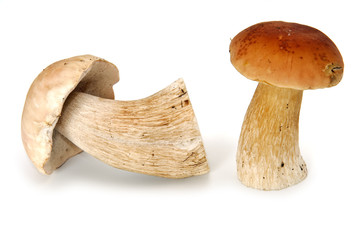 eatable mushrooms