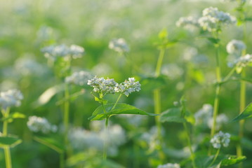 そばの花