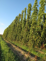 Obraz premium hopfen