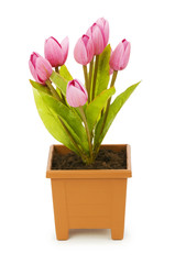 Colourful tulips isolated on the white background