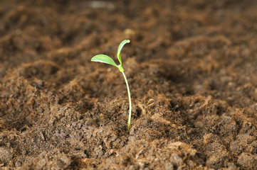 New life concept - green seedling growing out of soil