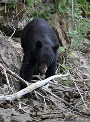 Black bear