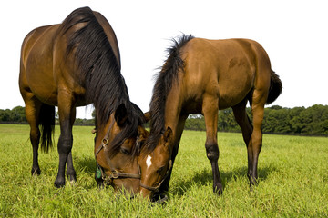Fototapeta premium Horses