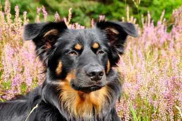 Portrait eines jungen Shepherds
